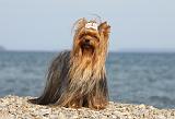 YORKSHIRE TERRIER 303